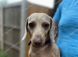 Miniature Dachshund