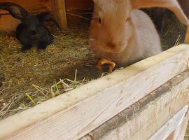 2 rabbits for sale mixed with continental