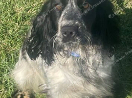 Show cocker spaniels