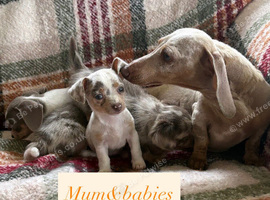Lilic&cream chiweenies