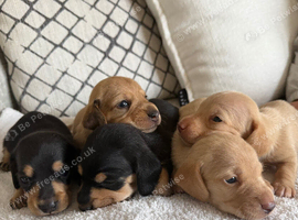 Beautiful litter of mini dachshunds dads longhair