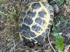 Horsfield  tortoises