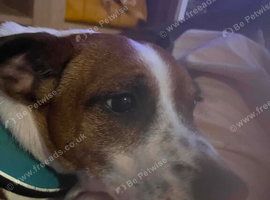 9yr old jack Russell