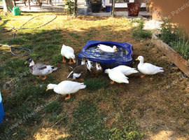 Call ducks &hellip;3 male  1 female available