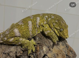Bonded pair of leachie geckos