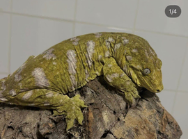 Collection of leachie geckos