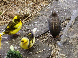 Canaries