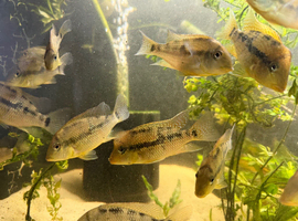 Gold dust Geophagus