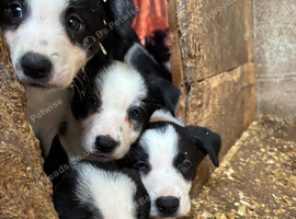 Sprollie puppies for sale