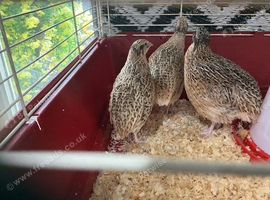 Jumbo quail