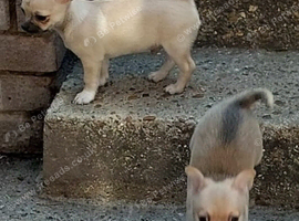 Pedigree  chihuahua boys