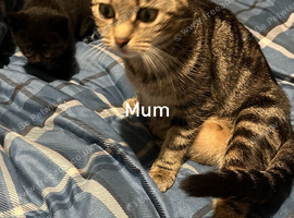 3 kittens for sale