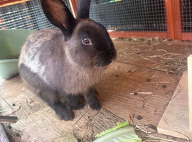5 Month Old Netherland Dwarf Needs Rehoming