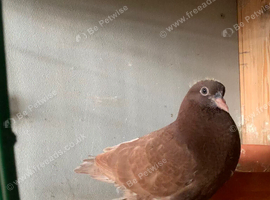 young tumbler pigeons