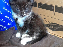 Beautiful female kitten 8 weeks old ready now