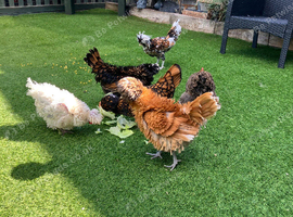 Polish bantam hens