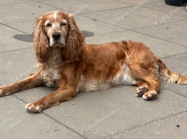 Free to the right home Beautiful calm cocker bitch needing new home