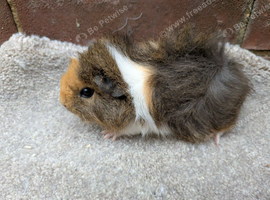 Baby guinea pigs
