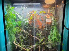 Betta terra viv and all accessories