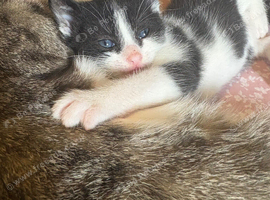 2 kittens for sale