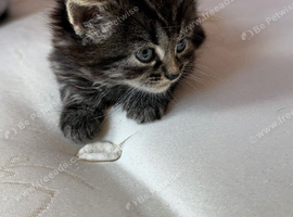 Girl Tabby & Bombay Kitten in Darlington