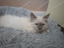 Two beautiful ragdolls