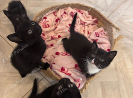 Kittens for sale. Ready asap
