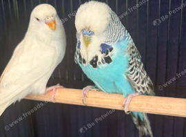 2 baby budgies and cage