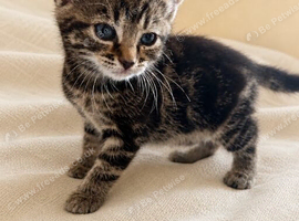 Beautiful striped tabby female kitten &ndash; available to reserve