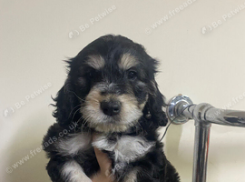 Stunning F1 Generation Cockapoo puppies READY NOW