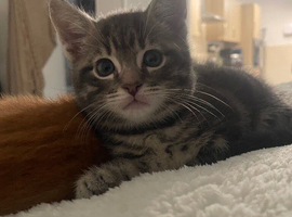 8 week old male kittens