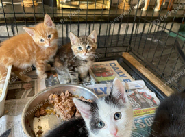 Lovley kittens