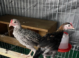 2 Modern Game bantam cockerels