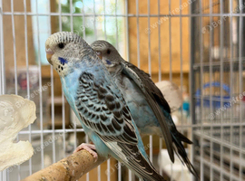 Black face split budgies