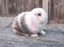 Minilop bunnies and Adult Female