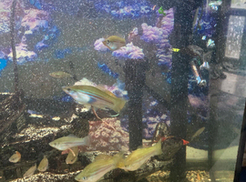 Swordtails
