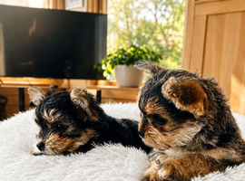 2 female yorkies ready for their forever home