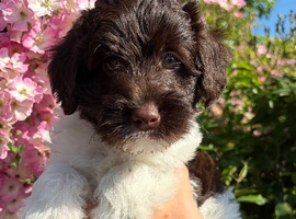 Australian Labradoodle Puppies