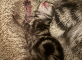 I have 2 girls left!