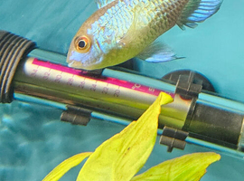 electric blue acara and t bar cichlid