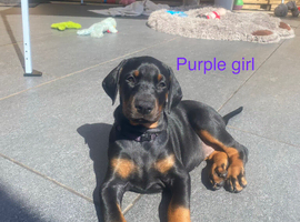 2 female Doberman puppies left