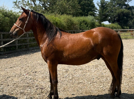 Registered newforest 4 year old gelding