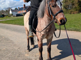 Florence Carneddau Welsh Mountain Pony