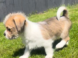 Chihuahua cross shih tzu