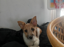 Miniature Jack Russell