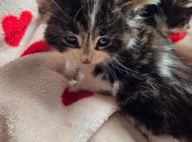Stunning Kittens for Reservation/Sale