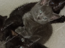 1 grey boy kitten