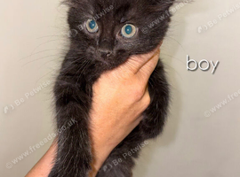 kittens for sale