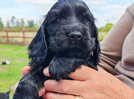 COCKER  SPANIEL PUPPIES    [KC REG]