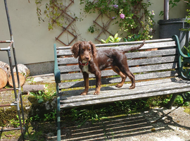 Sprockerpoo